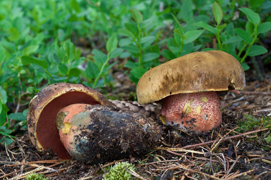 Neoboletus luridiformis mushroom in the needles. Known as Scarletina Bolete. Wild edible mushrooms in spruce forest.
