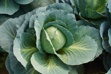 Fototapeta premium Danish ballhead cabbage is growing in the garden, close-up. The concept of growing vegetables in a home garden. Real photo, high angle view.