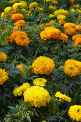 Yellow and orange flowers of marigold or tagetes erecta growing in a flower bed. Vertical, real photo, selective focus.