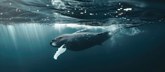 Portrait of a humpback whale swimming underwater