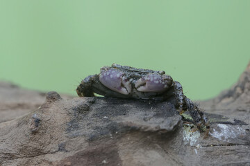 A mangrove swimming crab is looking for prey in weathered wood that has been washed ashore. This animal has the scientific name Perisesarma sp. - obrazy, fototapety, plakaty