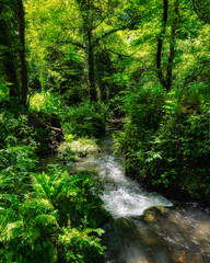 Scenic sight in the natural monument "Forre di Corchiano", near the village of Corchiano, in the Province of Viterbo, Lazio, Italy.