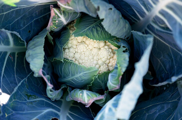 fresh cauliflower with white heads and green leaves macro close up