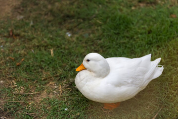The white call duck(anas platyrhynchos domesticus)in the garden