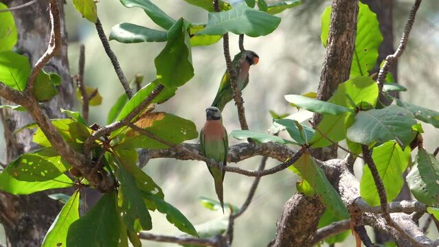 Colorful tropical birds perched on lush green branches in their natural habitat, showcasing wildlife and biodiversity in serene forest environment. Nature and wildlife photography.