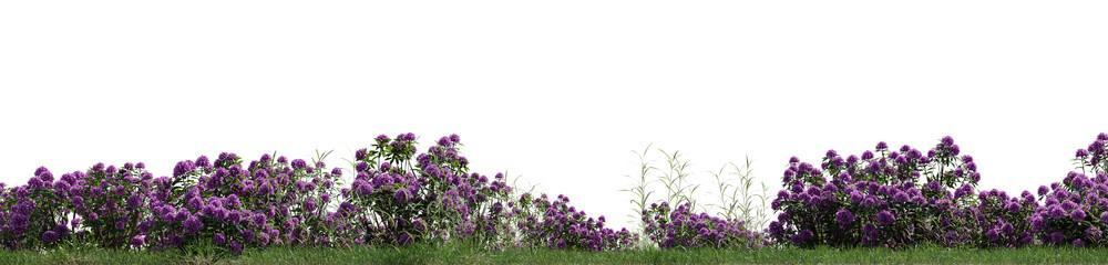 Naklejka premium wild grass and flowers on transparent background - 3D Illustration