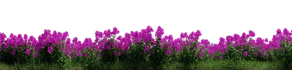 wild grass and flowers on transparent background - 3D Illustration