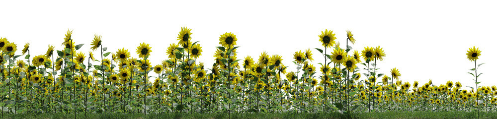 wild grass and flowers on transparent background - 3D Illustration