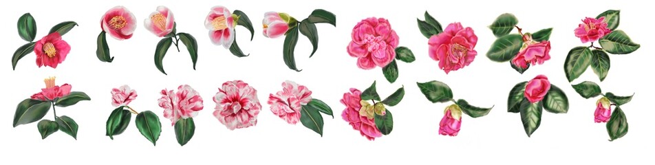 Big set of watercolor botanical floral illustrations - camellia branches with pink buds and green leaves. Collection of Hand-drawn elements on a white background.