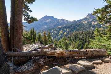a hiking path through the wild vegetation with a tree fallen over of lassen volcanic national park,...