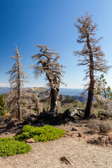 Obraz premium interesting type of trees in the lassen volcanic national park, california