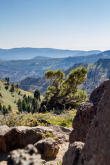 a interseting iconic bush at a steep Abyss at the lassen volcanic national park, california