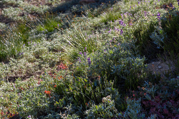 wildflower grassland in there thermal volcanic area of Bumpass hell in the lassen volcanic national...