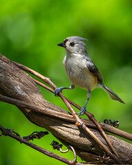 Tufted Titmouse perched on a tree branch