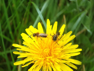 Bee in nature