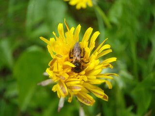 Bee in nature