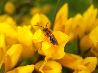 bee on flower