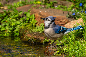 Blue Jay near a stream