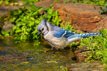 Blue Jay near a stream