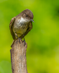 Phoebe Perched on a tree branch