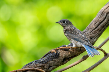 Juvenile Bluebird Perched on a vine