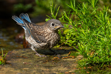 Juvenile Bluebird Perched Near on pond