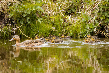 A female mallard with its ducklings swims in the river near the river bank on a sunny spring day.