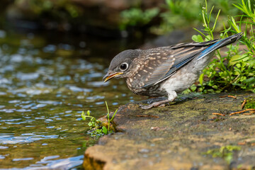 Juvenile Bluebird Perched Near on pond