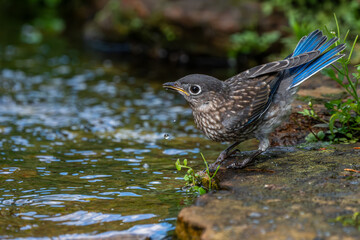 Juvenile Bluebird Perched Near on pond