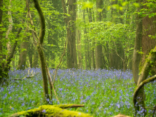 Early morning bluebells