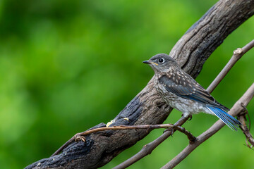 Juvenile Bluebird Perched on a vine