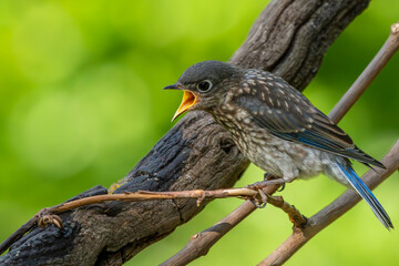 Juvenile Bluebird Perched on a vine