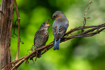 Juvenile Bluebird being feed by a parent