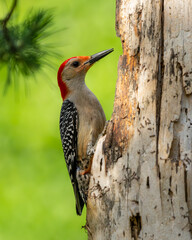 Red-bellied Woodpecker