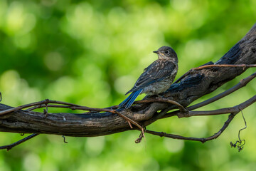 Juvenile Bluebird Perched on a vine