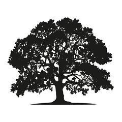 vector hand drawn oak tree silhouette