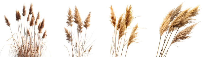 collection of reeds isolated on white or transparent background, 3d rendering