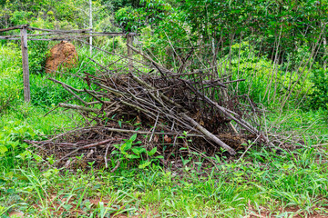 Heap of dry branches on a farm's garden lawn. Firewood. Termite mound. Trees.
