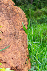 Termite mound on the lawn of a farm garden. Trees.
