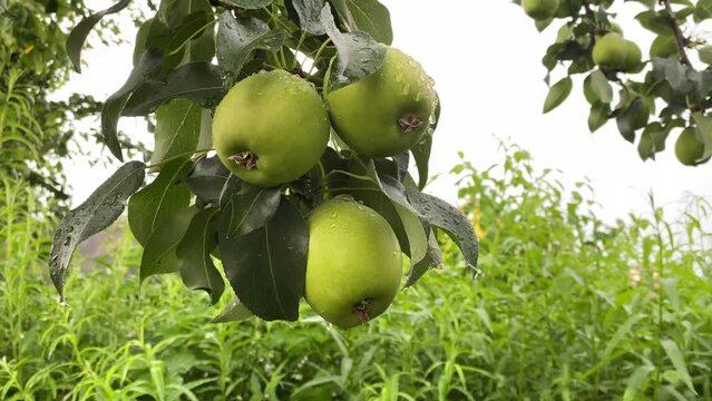 A Fresh Garden - Rain and Pears VIDEO STOCK