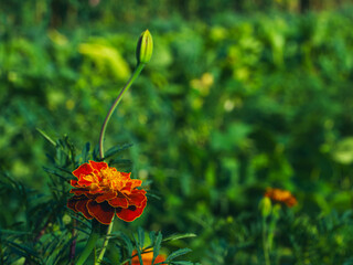 This image captures the delicate details of a blooming marigold amidst a serene green environment, perfect for wellness and tranquility themes.