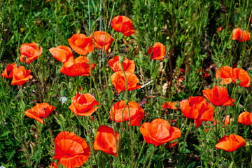 Poppies red petals contrast with green leaves.