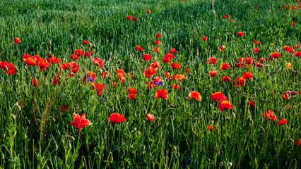An array of blossoming red poppies adorn a dense, sunlit field of grass.