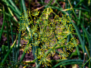 A starburst pattern created by slender stalks and petite yellow blossoms.