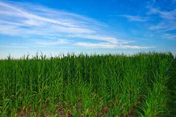 Vibrant green corn leaves, blue-white sky above.
