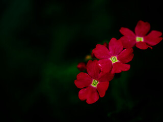 Blossoming red flowers contrast sharply with the dark green background, offering a visual representation of nature’s vitality.