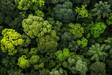 Aerial view of lush tropical rainforest