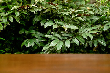 Selective Focus and Blur on Wooden Table with Green Leaves as Commercial Background