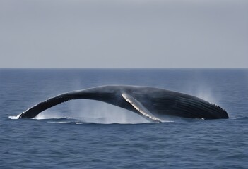 Fototapeta premium A view of a Humpback Whale in the water