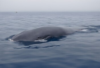 Fototapeta premium A view of a Humpback Whale in the water